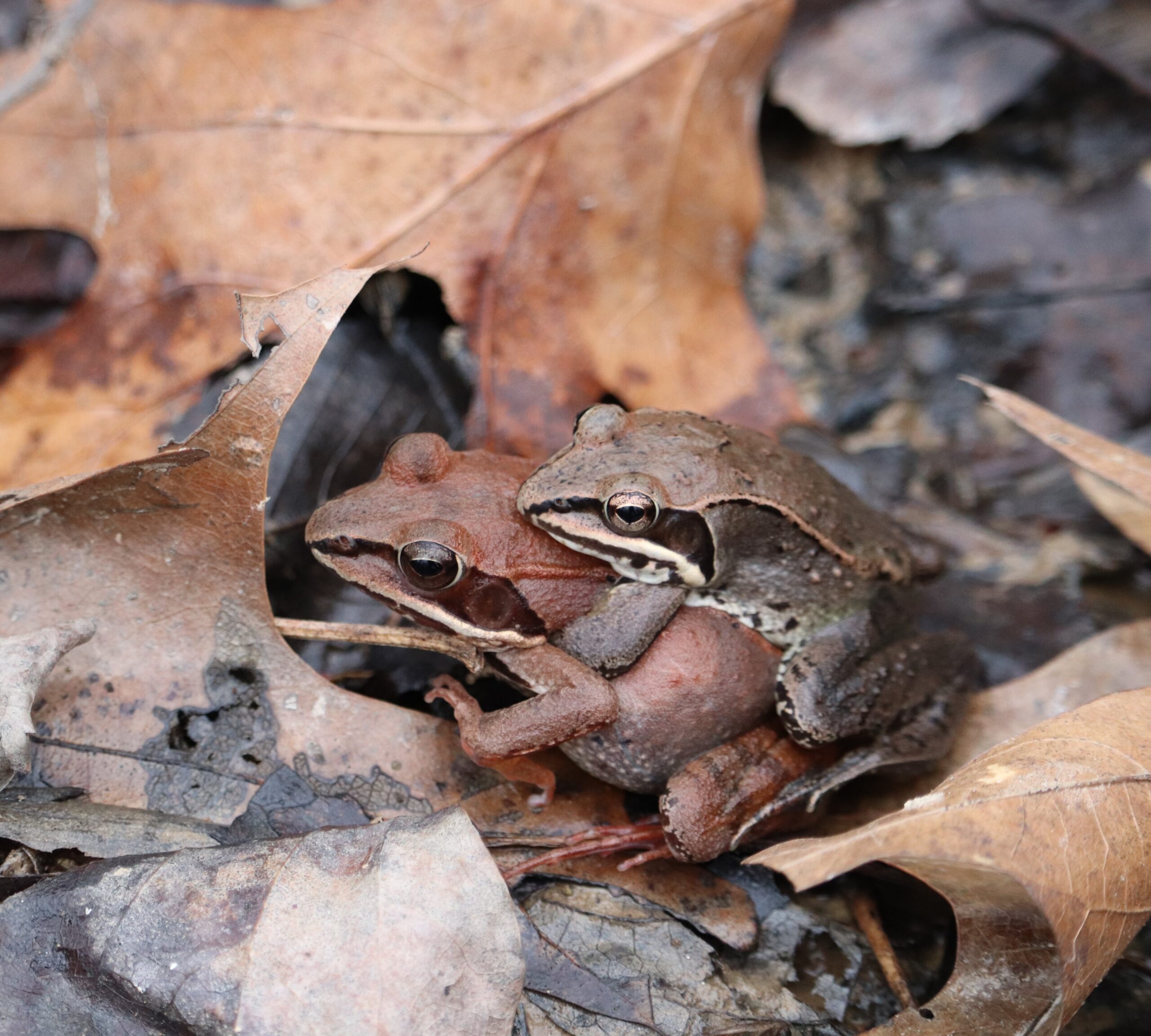 Wood frog