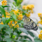 butterfly on flower