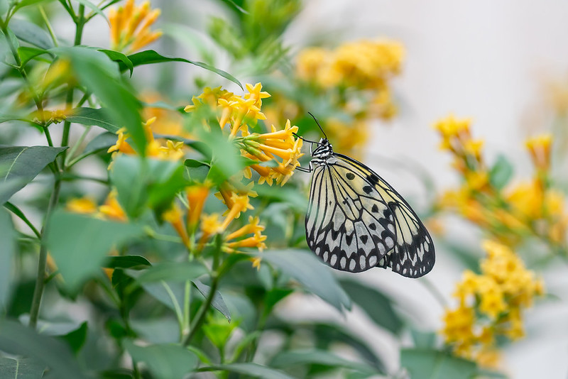 Black and white butterfly perched on a cluster of small yellow flowers surrounded by green leaves. Focused close-up highlights delicate wing patterns and vibrant floral colors against a softly blurred background.
