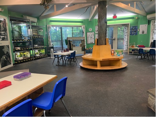 Program room with a pole in the middle decorated like a tree with branches. Circular seating wrapped around the pole and animal enclosures and a tv to the left of the room with windows and more seating to the right