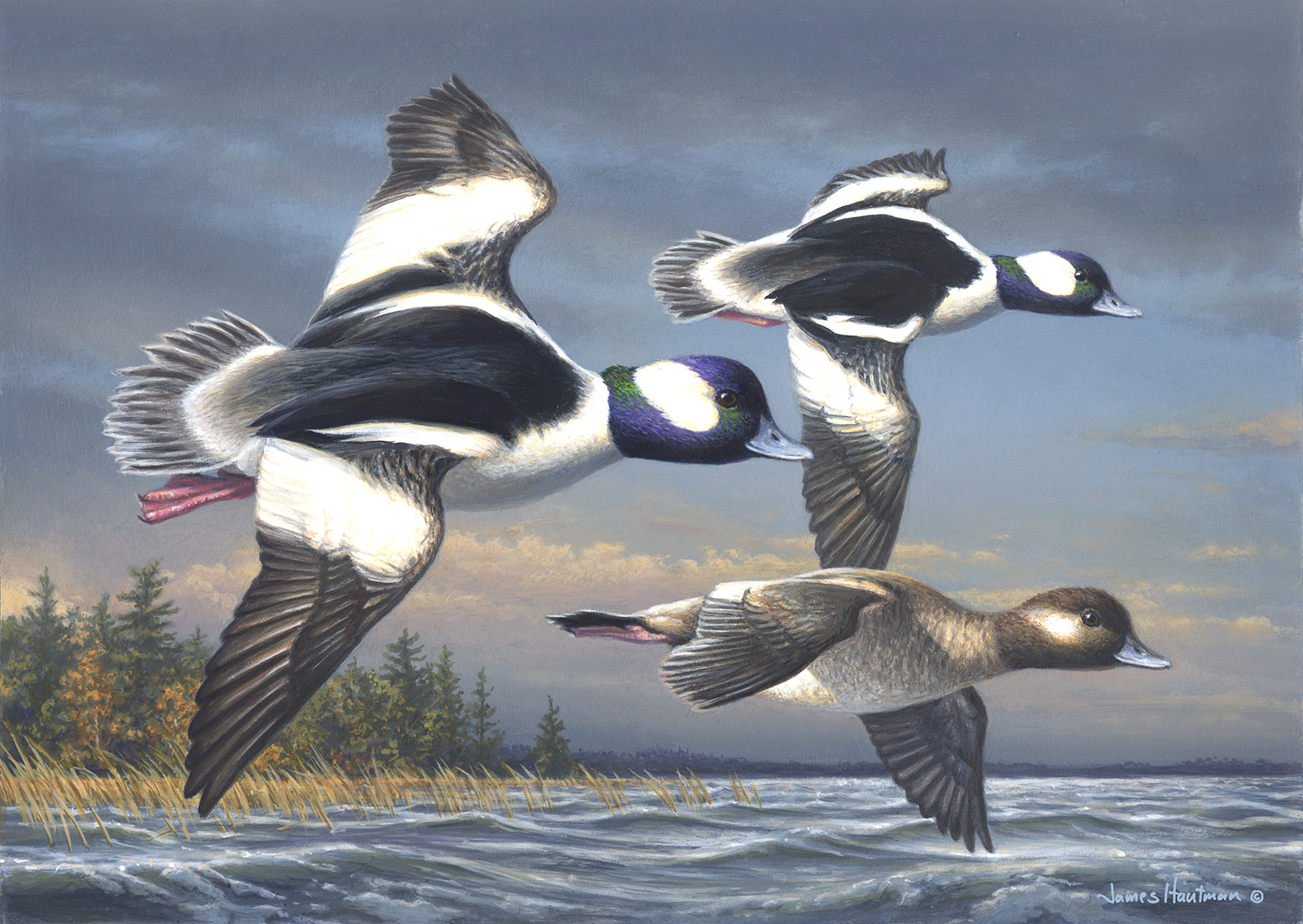Painting of three bufflehead ducks by artist James Hautman.