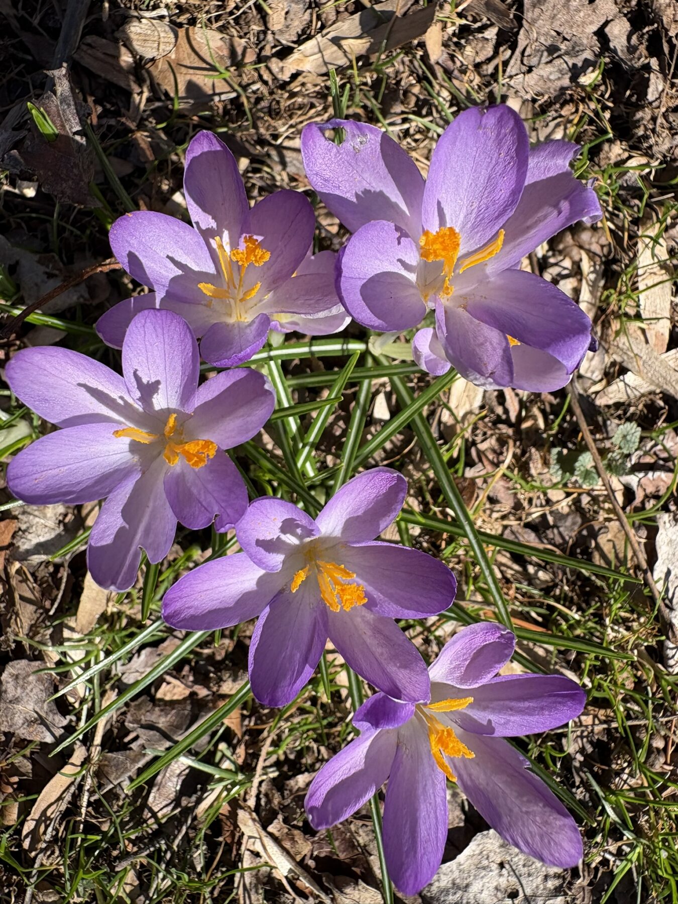 Five Purple flowers with yellow middles are growing up out of the ground. The ground is covered with leaves.