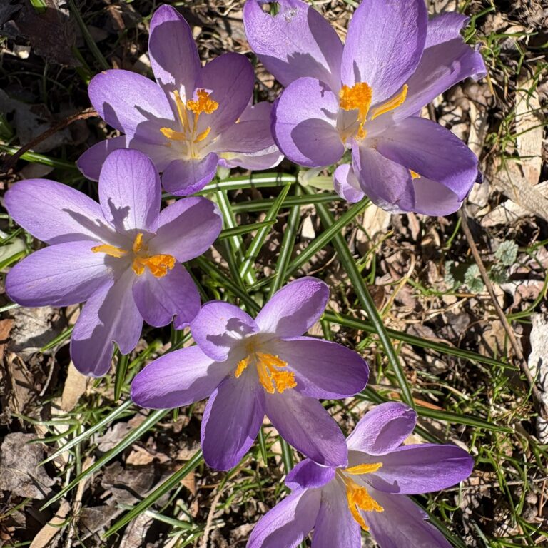 Five Purple flowers with yellow middles are growing up out of the ground. The ground is covered with leaves.