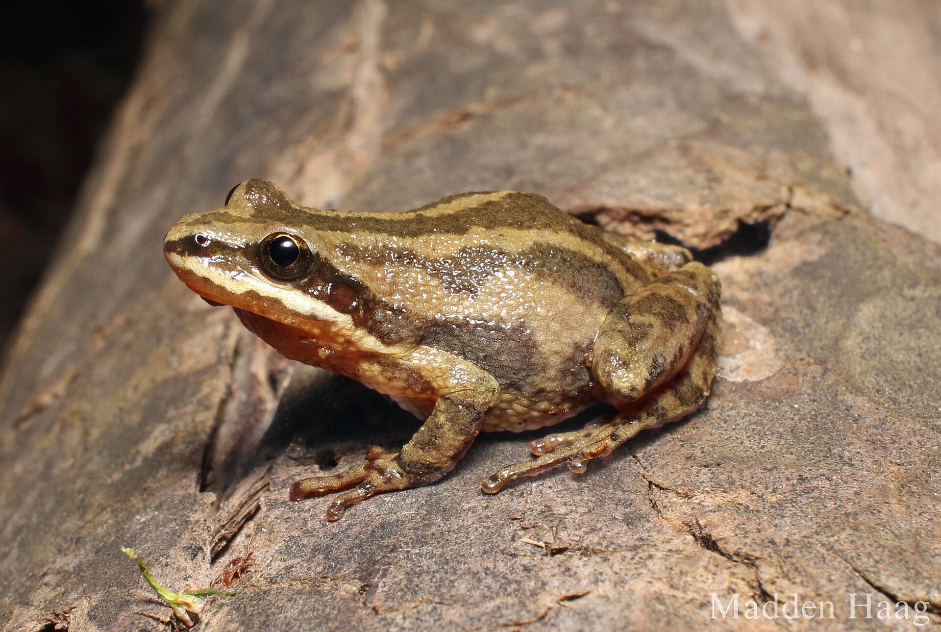 Upland chorus frog