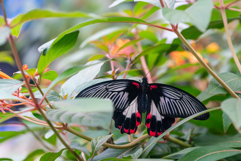 Black butterfly with white and red markings resting on green leafy branches. The butterfly's wings are spread open, showcasing vibrant red spots near the lower edges and intricate white patterns on the upper wings.
