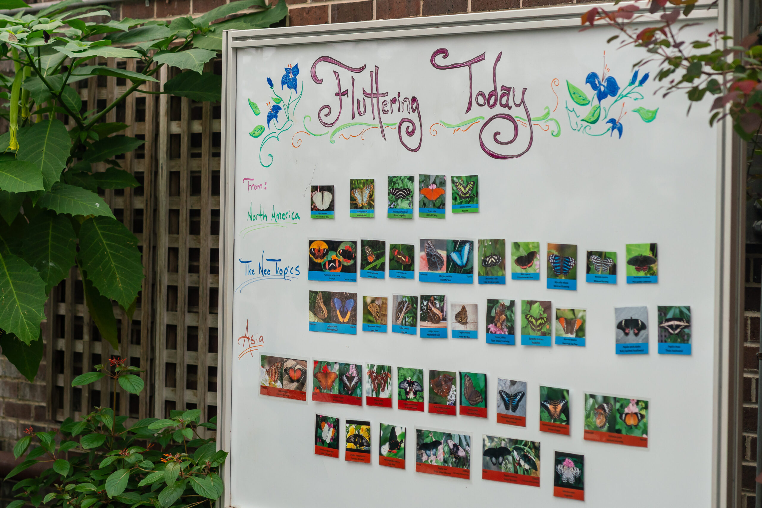 White board displaying pictures of butterflies and their place of origin at BG Conservatory the Butterfly Experience