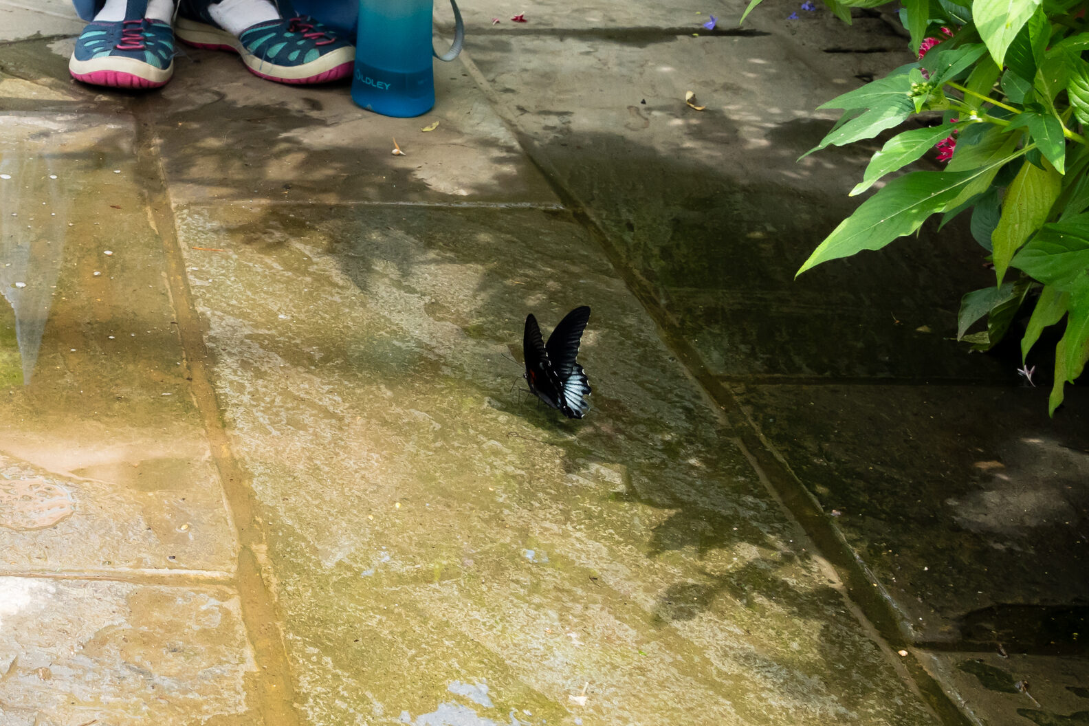 Kids looking at a butterfly that's mostly black with light blue coloring at its end