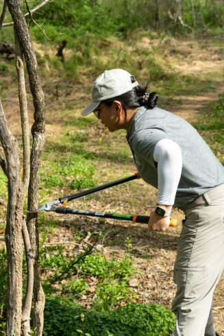 Weed Warrior volunteer cuts a large vine with loppers