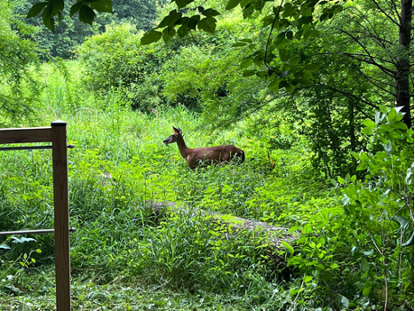 A deer standing in a field.