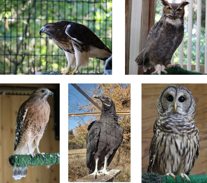 Five seperate pictures of the birds that live at meadowside; two hawks, two owls, and turkey