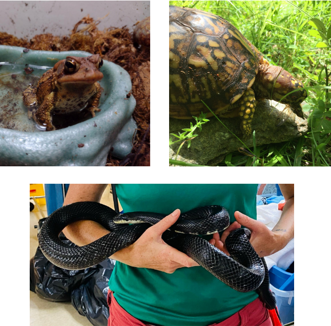 3 separate pictures of a turtle sitting on a rock outside, a toad in a water bowl, and a black snake being held by someone