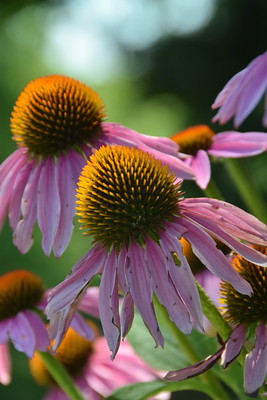 Purple flowers with orange centers. They are purple coneflowers.