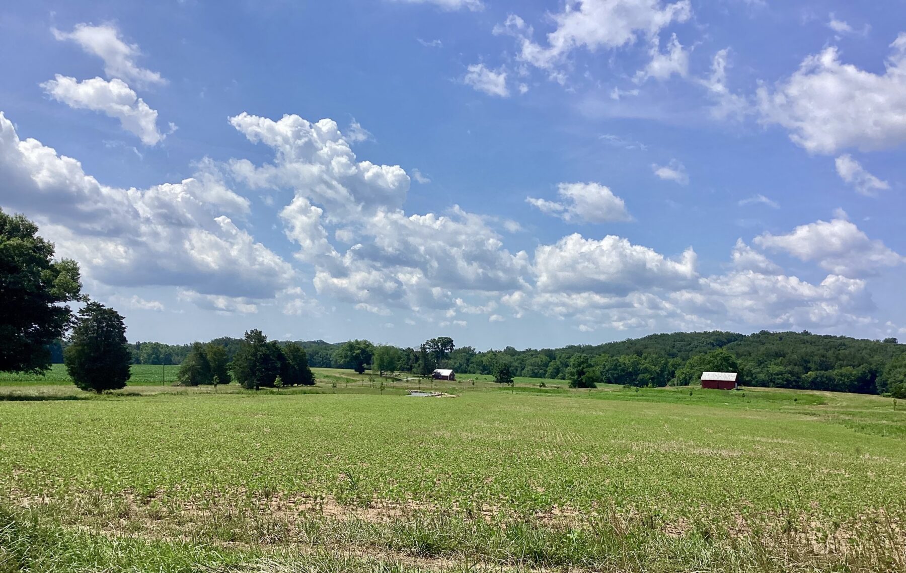 open field with trees in the background and blue skies